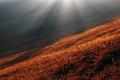 875 - SUN BEAMS ON THE GRASS - BRICELJ BOGDAN - slovenia